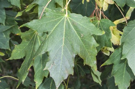 scientific name for norway maple